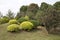 Lawn, bush and trees arranged at spring park