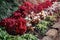 Lawn with Coleus plants along the trail on a Sunny day. Landscape design