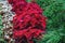 Lawn with Coleus plants along the trail on a Sunny day. Landscape design