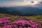 From the lawn covered with marvelous pink rhododendrons the picturesque view is opened to high mountains, valley, pink sky.