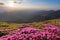 From the lawn covered with marvelous pink rhododendrons the picturesque view is opened to high mountains, valley, pink sky, sunset