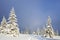 On the lawn covered with snow the nice pines are standing poured with snowflakes in frosty winter day. Trampled path.