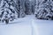 On the lawn covered with white snow there is a trampled path that lead to the dense forest.