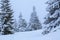 On the lawn covered with white snow there is a trampled path that lead to the dense forest in nice winter day.