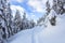 On the lawn covered with white snow there is a trampled path that lead to the dense forest in nice winter day.