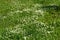 A lawn with creeping white clover Trifolium repens in bloom on a sunny summer day