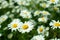 Lawn with daisies