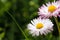 Lawn daisies close up on a natural blurred background