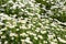 A lawn with daisy flowers in the park. The background of daisies in a blurred focus.