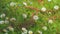 Lawn Daisy. White Yellow Blossom And Green Grass. White Chamomiles On Green Grass Background. Close up.