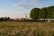 Lawn of dandelions on Birzhevoy Exchange Square on Spit of Vasilievsky Island, Saint Petersburg, Russia