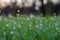 Lawn with drops of morning dew.