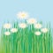 Lawn, flower, daisy, spring, summer