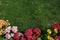 Lawn and Flowers Background