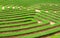 lawn or grass Garden maze