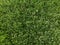 lawn grass pattern