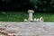 Lawn with green grass and white marble sculptures, courtyard details with architecture and plants