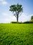 The lawn with Green tree in spring