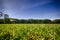 Lawn with grove in the background under blue sky with sparse clouds