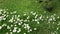 Lawn mover trimmer cut garden grass with flowers, slow motion