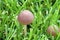 Lawn Mower`s Mushroom    611953