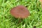 Lawn Mower`s Mushroom    811852