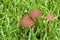 Lawn Mower`s Mushroom    811877