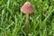 Lawn Mower`s Mushroom    811881