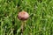 Lawn Mower`s Mushroom    811890