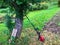 A lawn mower stands near a tree. a mowing machine stands near the apple tree, waiting for the gardener. harvesting yellowed autumn