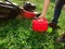 Lawn mowing. A man fills up a lawn mower with gasoline. Refilling the fuel tank in a petrol lawn mower