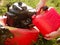 Lawn mowing. A man fills up a lawn mower with gasoline. Refilling the fuel tank in a petrol lawn mower