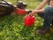 Lawn mowing. A man fills up a lawn mower with gasoline. Refilling the fuel tank in a petrol lawn mower