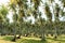 Lawn and palm trees island tenerife