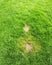 Lawn problem due to drought. Grass mushroom. Grass diseases in the garden. Dead yellow grass