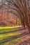 Lawn with row of leopard trees