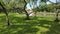 Lawn and shadow in the park on a bright day.