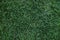 Lawn Texture. Green Grass Background, Top view and Closeup of So