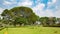 Lawn with  trees in city park India