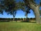 Lawn, trees, vineyard and a path that stretches to the horizon