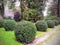 Lawn with trimmed round bushes in English garden of Hluboka Nad
