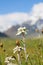 Lawn which are growing Edelweiss