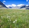 Lawn which are growing Edelweiss