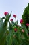 A lawn with white-red tulips