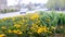 Lawn with a yellow dandelion near the road on which cars move