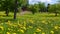 Lawn of yellow dandelions in city park tilt up