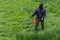 Lawnmower man with string trimmer and face mask trimmong grass - close-up