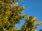 Lawson cypress (Chamaecyparis lawsoniana) \\\'Golden Wonder\\\' is coniferous tree with wide conical crown