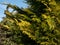 Lawson cypress (Chamaecyparis lawsoniana) \\\'Golden Wonder\\\' is evergreen tree with wide conical crown