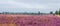 Lawson Cypress Panorama in the Lueneburg Heath